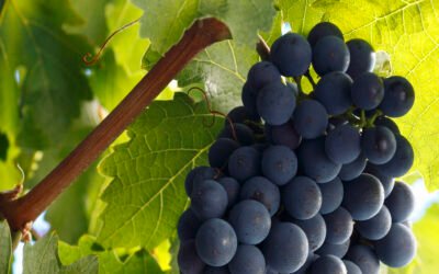 sangiovese-italien-rotwein-wein-mild-trocken