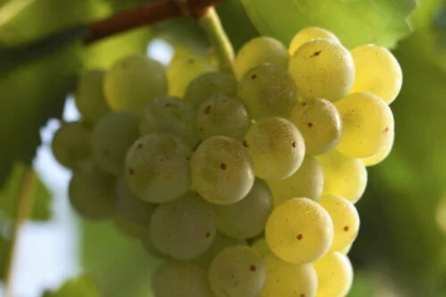 auxerrois-weisswein-rebe