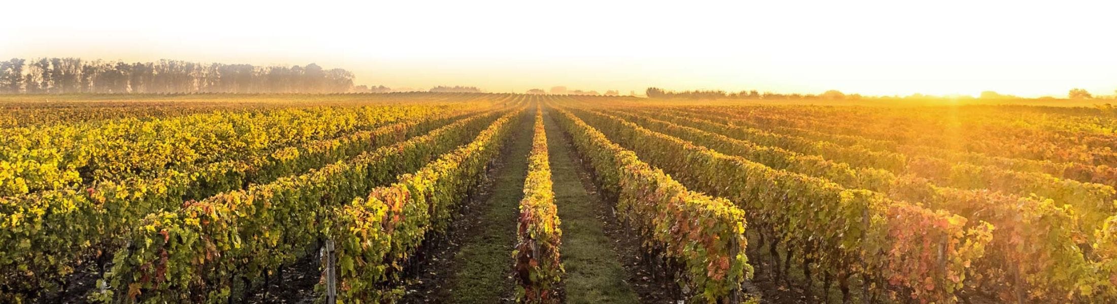 San Marzano Mobil Bild san marzano-italien-apulien-weinhaus venum-primitivo
