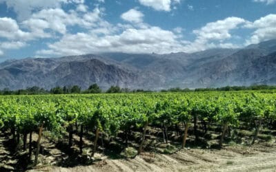 Argentinische Weine bei Weinhaus Venum: Das Erbe der Anden trifft Hamburger, Deutsche Weinkultur