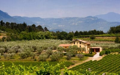 Azienda Agricola Brunello: Traditionelle Winzerkunst vom Gardasee bei Weinhaus Venum