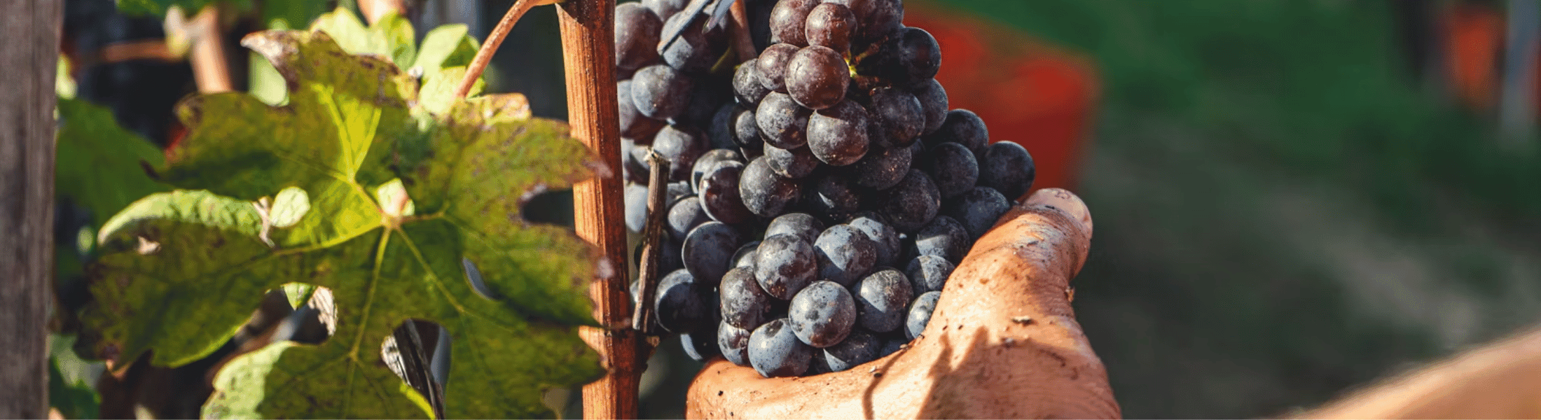 Barolo vs Barbaresco Mobil Bild Barolo vs Barbaresco - piemont- wein online kaufen - roberto sarotto - italien - weinhaus venum