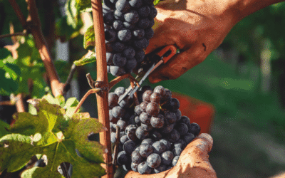 Barolo vs. Barbaresco: Wo liegt der Unterschied zwischen den Königen des Piemonts?