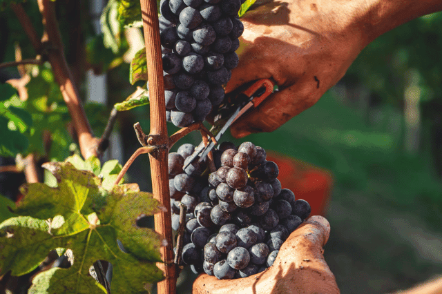 Barolo vs. Barbaresco: Wo liegt der Unterschied zwischen den Königen des Piemonts?