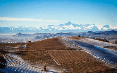 Faszination Piemont: Welcher Wein passt zu welchem Anlass? Von Gavi bis Barolo