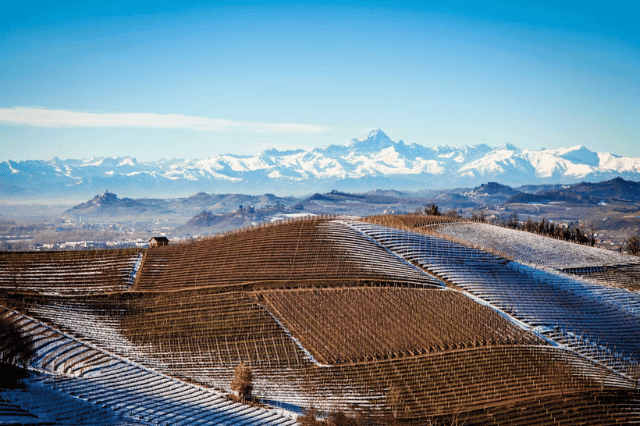 Faszination Piemont: Welcher Wein passt zu welchem Anlass? Von Gavi bis Barolo