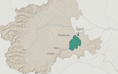 Gavi di Gavi: Alles über Geschmack, Cortese-Traube & Speisen