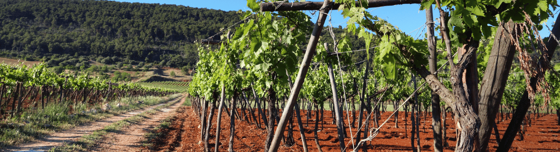 Apulien Mobil Bild Apulien-primitivo-negroamaro-salento-italien-wein-online-kaufen-weinhaus venum