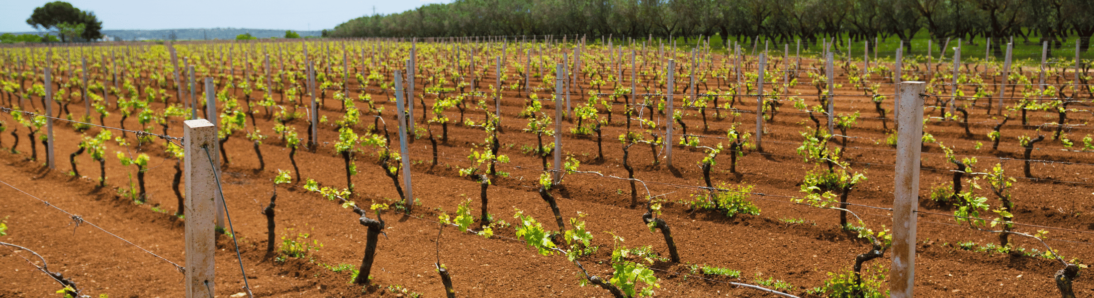 Primitivo di Manduria vs Salento Mobil Bild Primitivo di Manduria vs Salento - italien - apulien - weinahaus venum