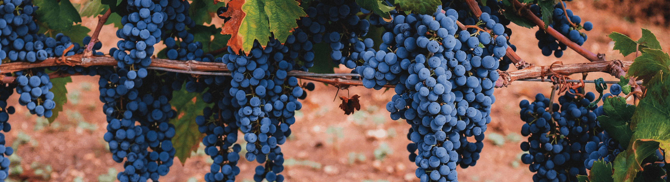 Primitivo vs Zinfadel Mobil Bild primitivo vs zinfandel - wein - onlien kaufen - italien - apulien